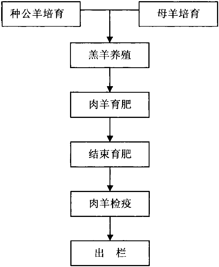 一、肉羊養(yǎng)殖過程關鍵控制點